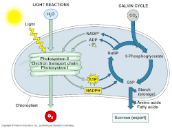Essay photosynthesis cellular respiration