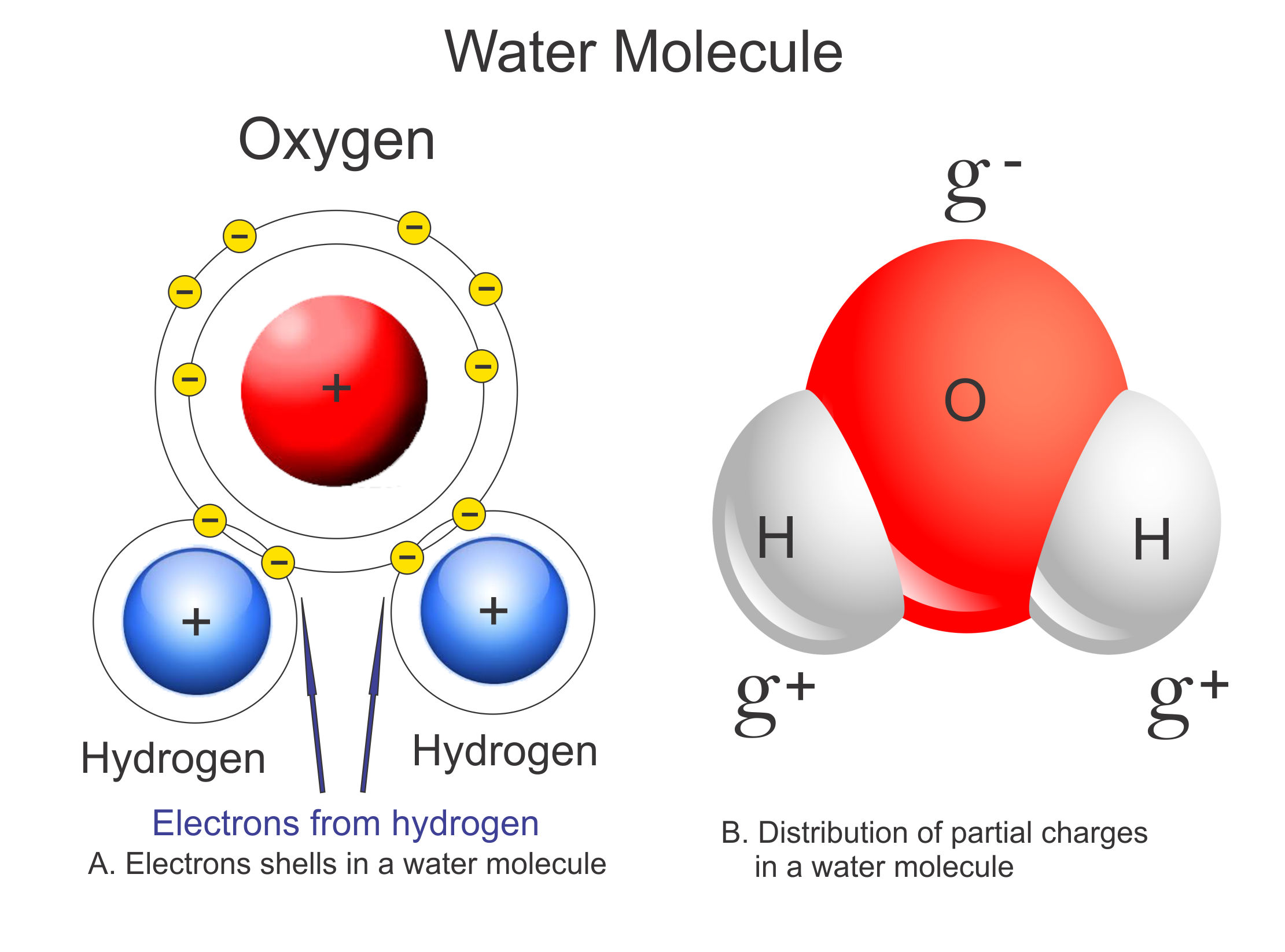 Polar Water Molecule Diagram
