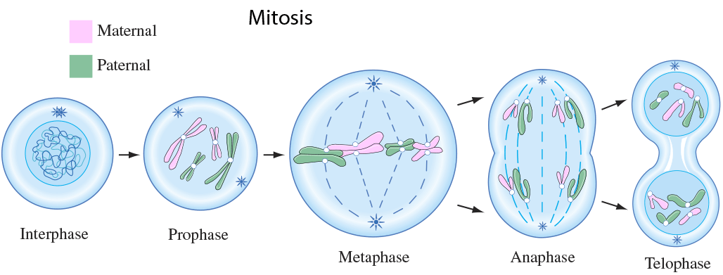 Cell Cycle And Mitosis 1 6 Ms Noller S Classroom Engage Minds Teach Children Learn Science